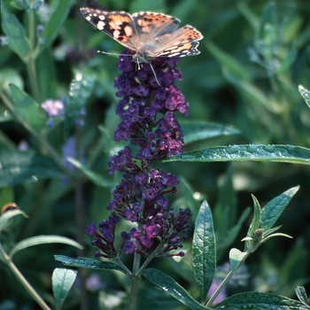 Buddleia davidii 'Black Knight' (Butterfly Bush) - Black Knight Butterfly Bush