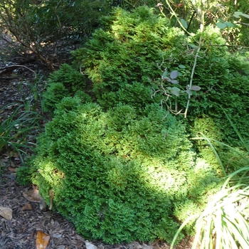 Thuja occidentalis ''Hetz Midget'' (Arborvitae) - Hetz Midget Arborvitae Thuja occidentalis ''Hetz Midget'' (Arborvitae) - Hetz Midget Arborvitae