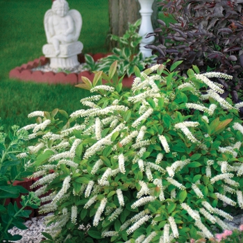 Itea virginica 'Sprich' PP10,988 (Sweetspire) - Little Henry® Sweetspire Itea virginica 'Sprich' PP10,988 (Sweetspire) - Little Henry® Sweetspire