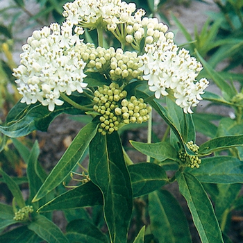 Asclepias incarnata 'Ice Ballet' (Milkweed) - Ice Ballet Milkweed