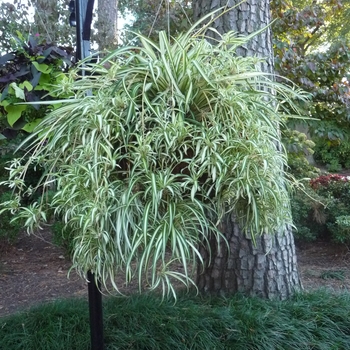 Chlorophytum comosum 'Variegatum' (Variegated Spider Plant) - Variegatum Variegated Spider Plant Chlorophytum comosum 'Variegatum' (Variegated Spider Plant) - Variegatum Variegated Spider Plant