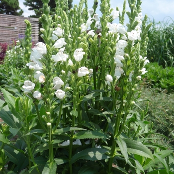 Physostegia virginiana 'Crystal Peak White' (Obedient Plant) - Crystal Peak White Obedient Plant