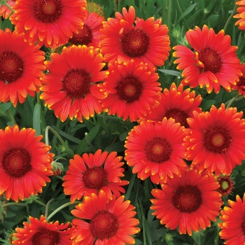 Gaillardia x grandiflora (Blanket Flower) - Mesa&trade; 'Red'