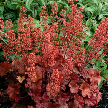 Heuchera (Coral Bells) - Soda&trade; ''Cherry Cola''