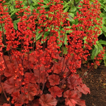 Heuchera 'Cherry Cola' PP22967 (Coral Bells) - Soda™ Cherry Cola