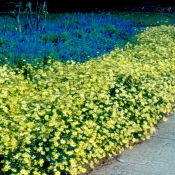 Coreopsis verticillata 'Moonbeam' (Tickseed) - Moonbeam Tickseed