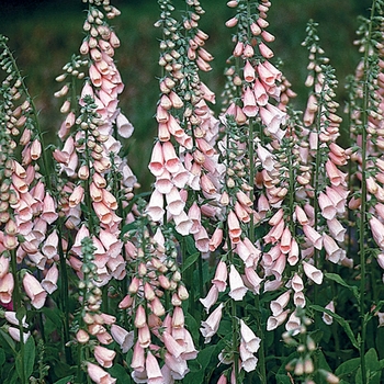 Digitalis purpurea 'Apricot' (Foxglove) - Apricot Foxglove