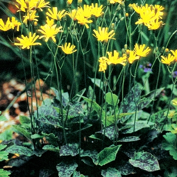 Hieracium maculatum 'Leopard' (Spotted Hawkweed) - Leopard Spotted Hawkweed