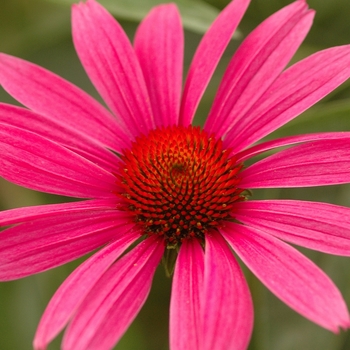 Echinacea purpurea 'Ruby Star (Rubinstern)' (Purple Coneflower) - Ruby Star (Rubinstern) Purple Coneflower