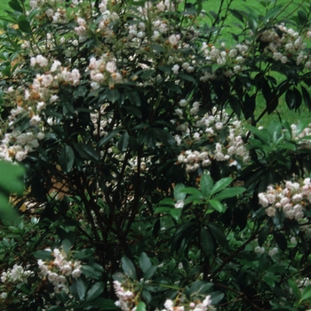 Kalmia latifolia - 'Olympic Fire' Mountain Laurel