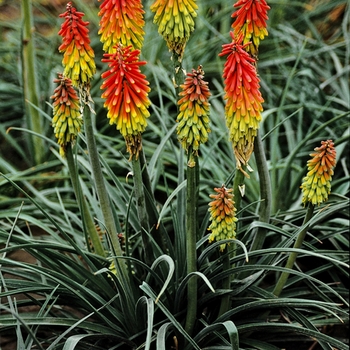 Kniphofia hirsuta 'Fire Dance' (Red Hot Poker) - Fire Dance Red Hot Poker