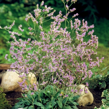 Limonium - ''Blue Diamond'' Marsh Rosemary