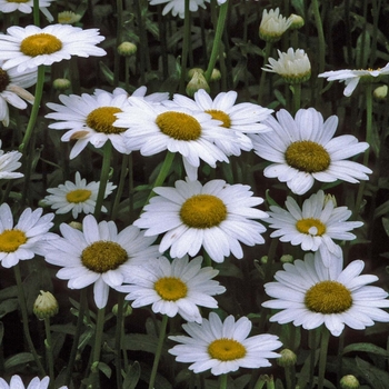 Leucanthemum x superbum 'Becky' (Shasta Daisy) - Becky Shasta Daisy