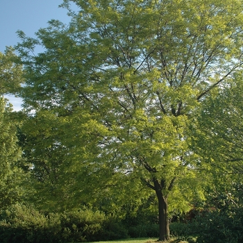 Gleditsia triacanthos var. inermis - 'Shademaster' Honeylocust