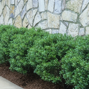 Ilex crenata ''Soft Touch'' (Compact Japanese Holly) - Soft Touch Compact Japanese Holly Ilex crenata ''Soft Touch'' (Compact Japanese Holly) - Soft Touch Compact Japanese Holly