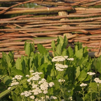 Achillea millefolium - Common Yarrow