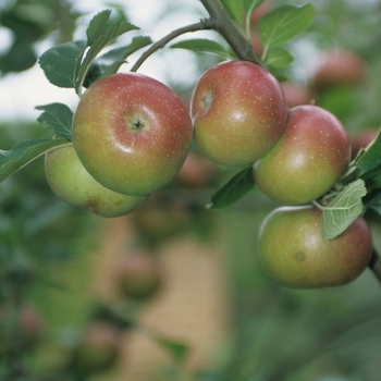Malus pumila - 'Royal Gala' Apple Malus pumila - 'Royal Gala' Apple