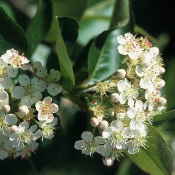 Aronia melanocarpa - Black chokeberry Aronia melanocarpa - Black chokeberry