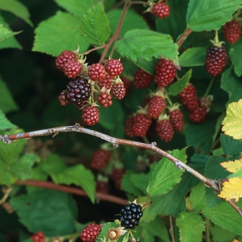 Rubus ursinus 'Black Satin' (Black Satin Blackberry) - Black Satin Black Satin Blackberry