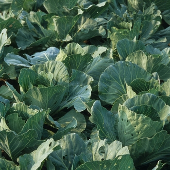 Brassica 'Early Jersey Wakefield' (Cabbage) - Early Jersey Wakefield Cabbage
