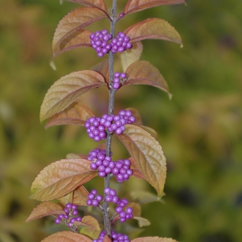 Callicarpa dichotoma - 'Early Amethyst' Beautyberry