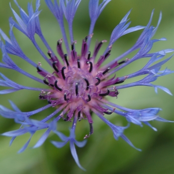 Centaurea montana (Bachelor's Button) - Bachelor's Button