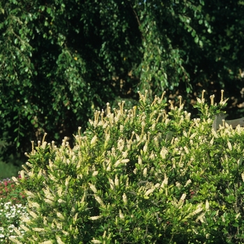 Clethra alnifolia (Summersweet) - Summersweet