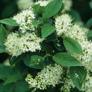 Cornus sericea - 'Flaviramea' Yellow Twig Dogwood Cornus sericea - 'Flaviramea' Yellow Twig Dogwood