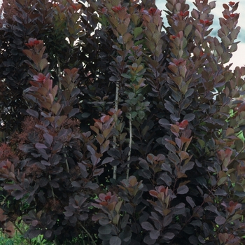 Cotinus coggygria - 'Royal Purple' Smokebush