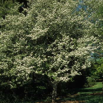 Crataegus viridis - 'Winter King' Hawthorn Crataegus viridis - 'Winter King' Hawthorn