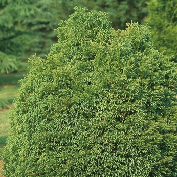 Cryptomeria japonica - 'Globosa Nana' Dwarf Globe Japanese Cedar