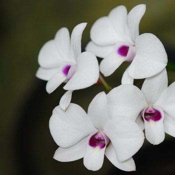 Dendrobium bigibbum - 'Compactum' Orchid Dendrobium bigibbum - 'Compactum' Orchid