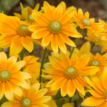 Rudbeckia hirta 'Prairie Sun' (Black-eyed Susan) - Prairie Sun Black-eyed Susan