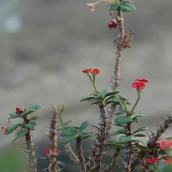 Euphorbia milii (Crown of Thorns) - Crown of Thorns Euphorbia milii (Crown of Thorns) - Crown of Thorns