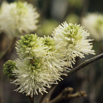 Fothergilla major - 'Mount Airy' Mount Airy Fothergilla Fothergilla major - 'Mount Airy' Mount Airy Fothergilla