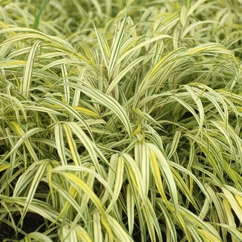 Hakonechloa macra 'Aureola' (Hakon grass) - Aureola Hakon grass