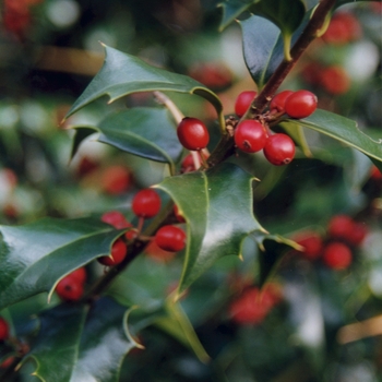 Ilex x aquipernyi 'Dragon Lady®' (Holly) - Dragon Lady® Holly Ilex x aquipernyi 'Dragon Lady®' (Holly) - Dragon Lady® Holly