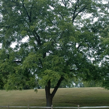 Juglans nigra - Eastern Black Walnut