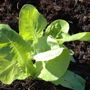 Lactuca sativa - 'Buttercrunch' Lettuce