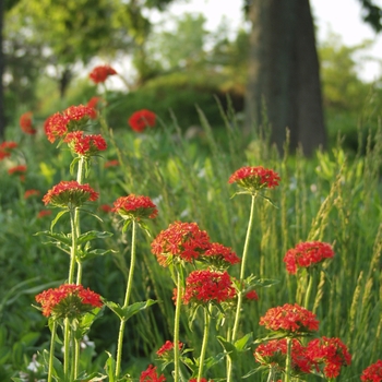 Lychnis chalcedonica (Maltese Cross) - Maltese Cross