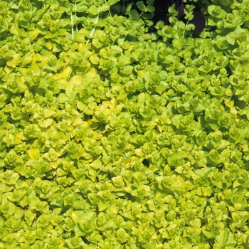 Lysimachia nummularia - 'Aurea' Yellow Creeping Jenny