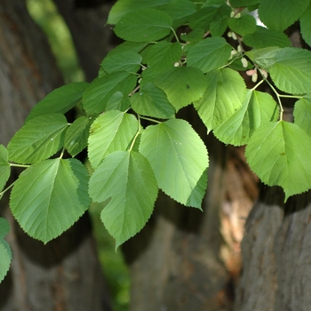 Morus rubra - Red Mulberry Morus rubra - Red Mulberry