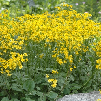 Packera aurea - Golden Ragwort