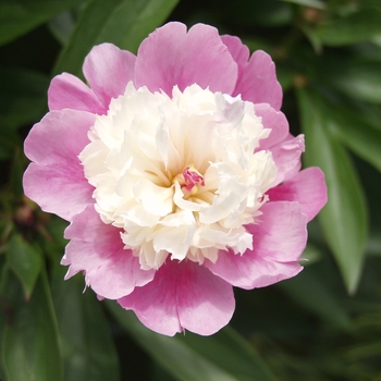 Paeonia lactiflora - 'Sorbet' Peony