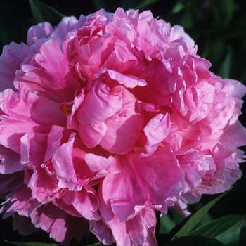 Paeonia lactiflora - 'Dr. Alex Fleming' Peony