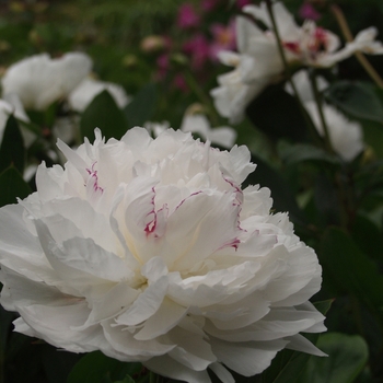 Paeonia lactiflora - 'Festiva Maxima' Peony