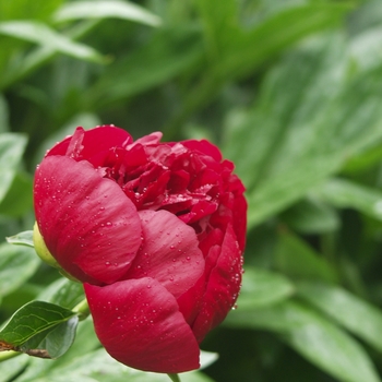 Paeonia - 'Red Charm' Peony