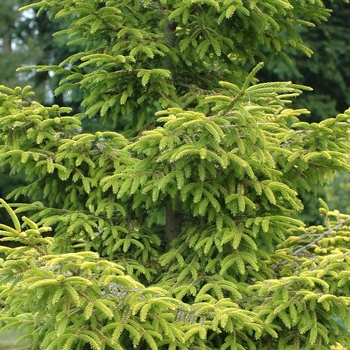Picea orientalis - 'Skylands' Caucasian Spruce