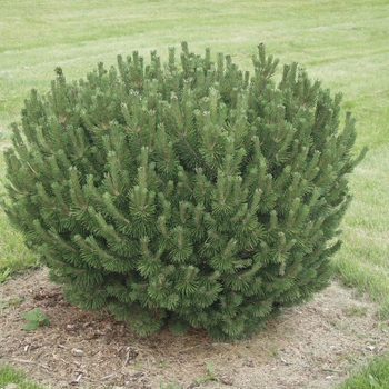 Pinus mugo - 'Sherwood Compact' Compact Mugo Pine