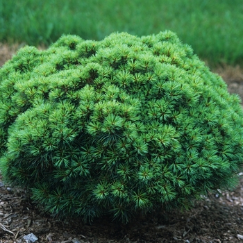 Pinus strobus - 'Sea Urchin' Dwarf White Pine